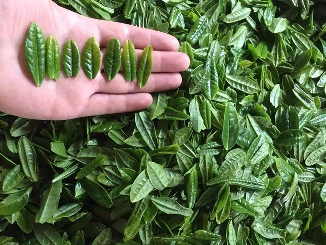 六安瓜片是什么茶，六安瓜片的种类