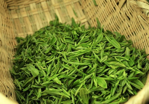 信阳毛尖是红茶还是绿茶 什么牌子好