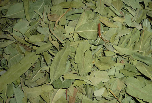 罗布麻茶的价格是多少呢