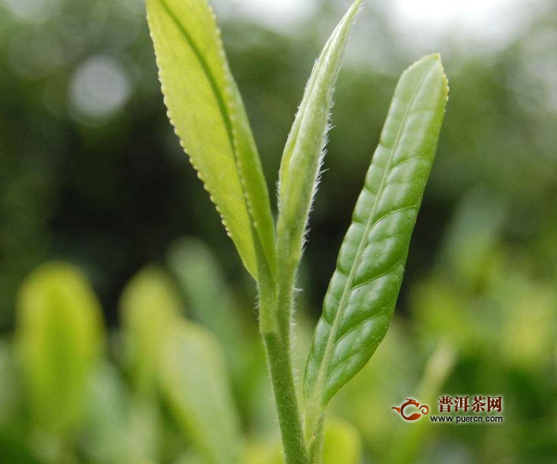都匀毛尖多特级少钱一两？价格是多少？