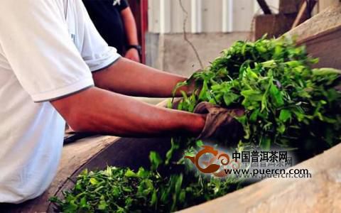金坛雀舌的制茶工艺