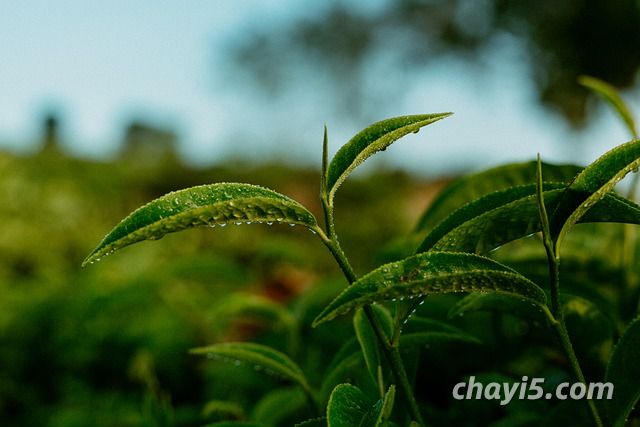 恩施玉露茶叶介绍：恩施玉露是什么茶