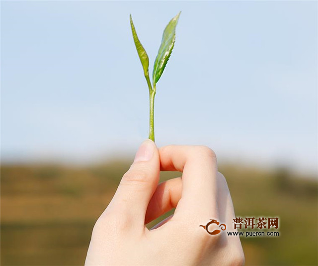 恩施玉露茶功效，具有防辐射等保健作用！