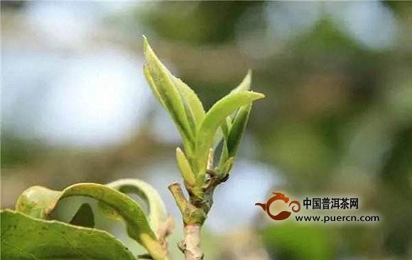 湄潭翠芽茶加工工艺，湄潭翠芽茶的等级划分