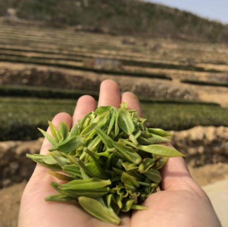 日照绿茶如何泡,日照绿茶的冲泡方法