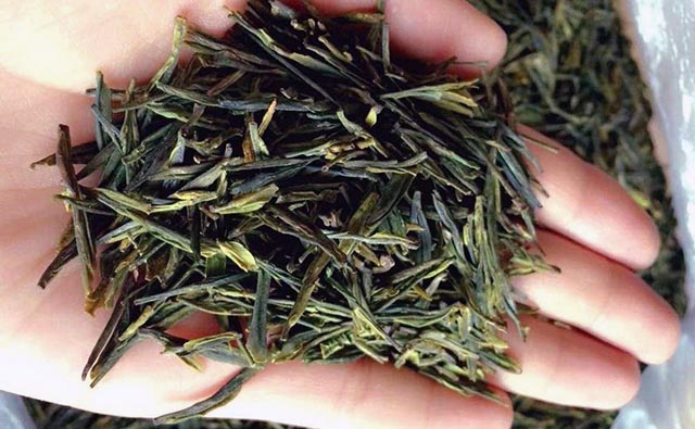 崂山绿茶的制作工艺