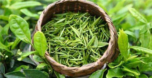 喝崂山绿茶对身体有什么好处