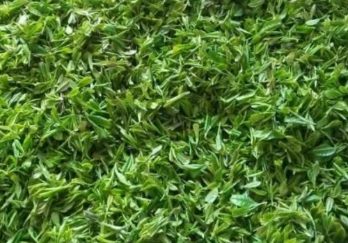 海青茶多少钱 和崂山绿茶哪个好