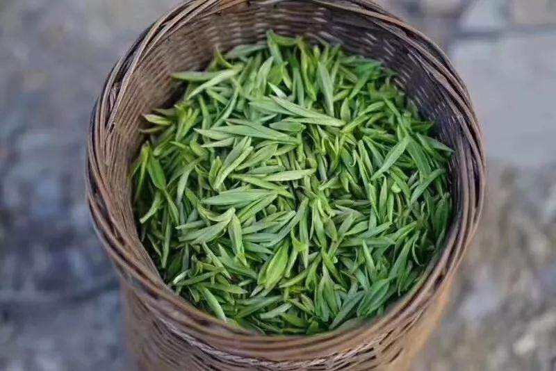喝岳西翠兰茶对身体有什么好处