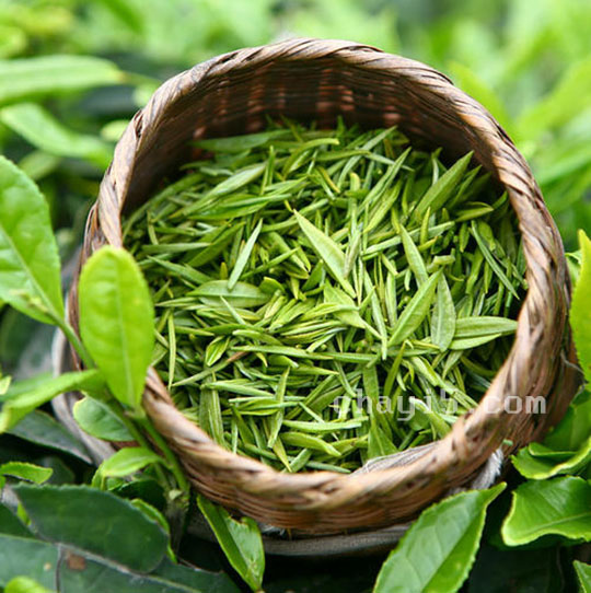 茶叶岳西翠兰的作用与禁忌