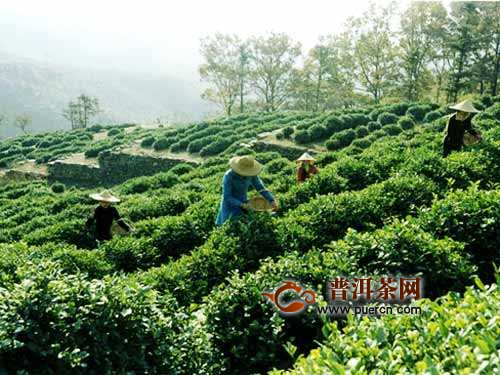 岳西翠兰茶叶介绍