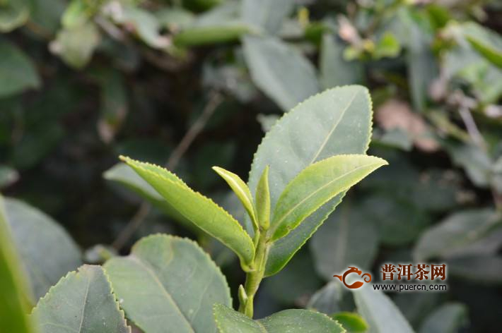 岳西翠兰茶叶介绍