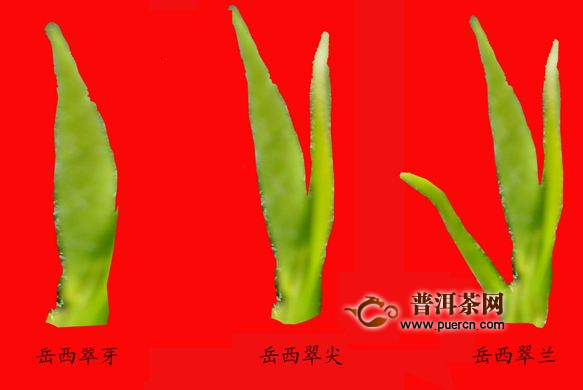 岳西翠兰和翠尖的区别