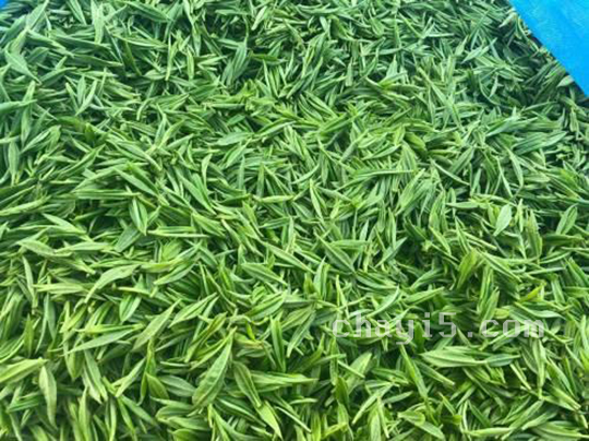 茶叶保靖黄金茶的作用与禁忌