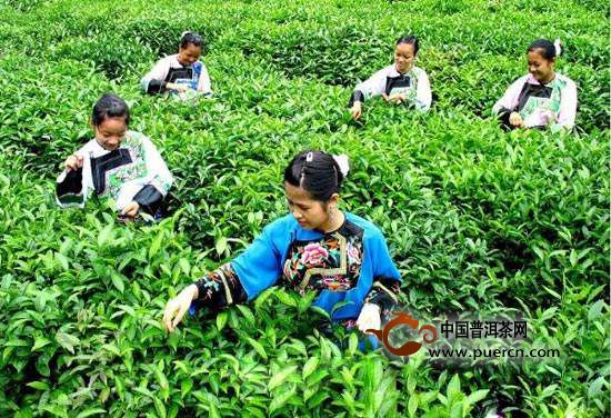 保靖黄金茶