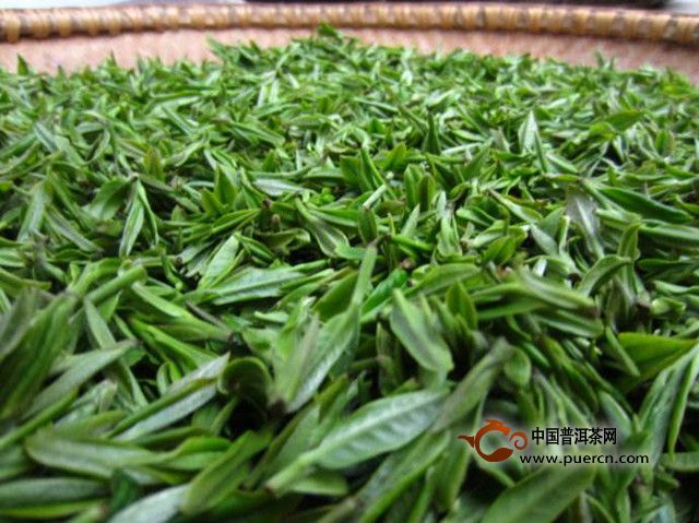 舒城小兰花采摘时间
