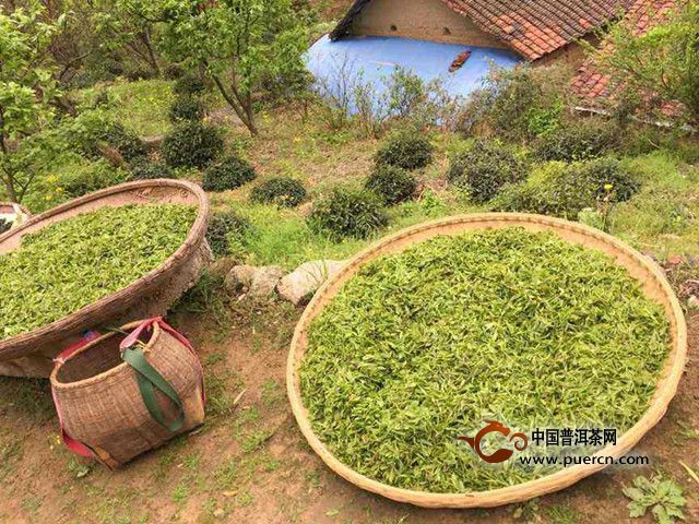 舒城小兰花采摘时间