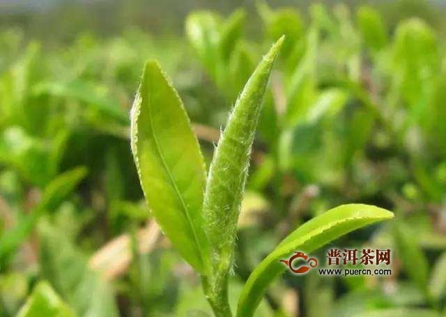 径山茶功效与作用及禁忌