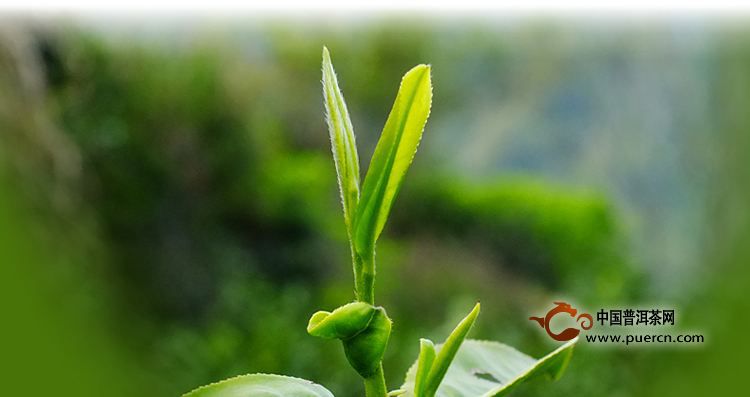 径山茶绿茶
