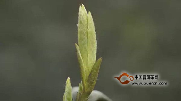 开化龙顶有哪些茶叶品牌