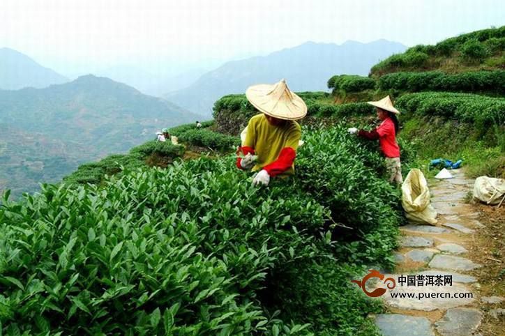峨眉雪芽的采制工艺