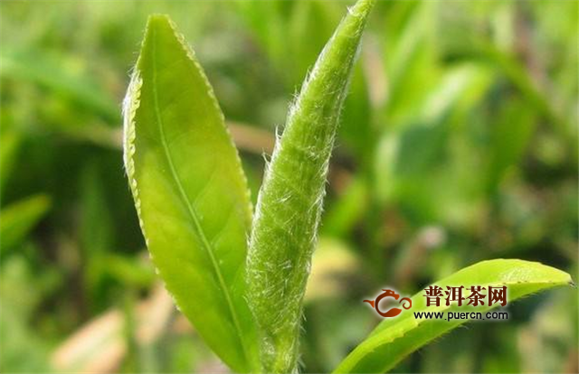 峨眉雪芽是绿茶吗