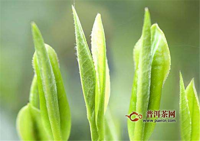 峨眉雪芽是绿茶吗