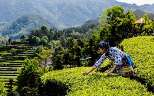 英山云雾茶的制茶工艺步骤