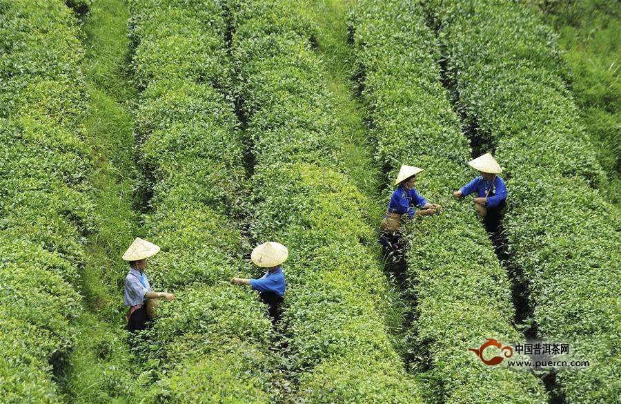 英山云雾茶怎么保存？英山云雾茶的保存方法