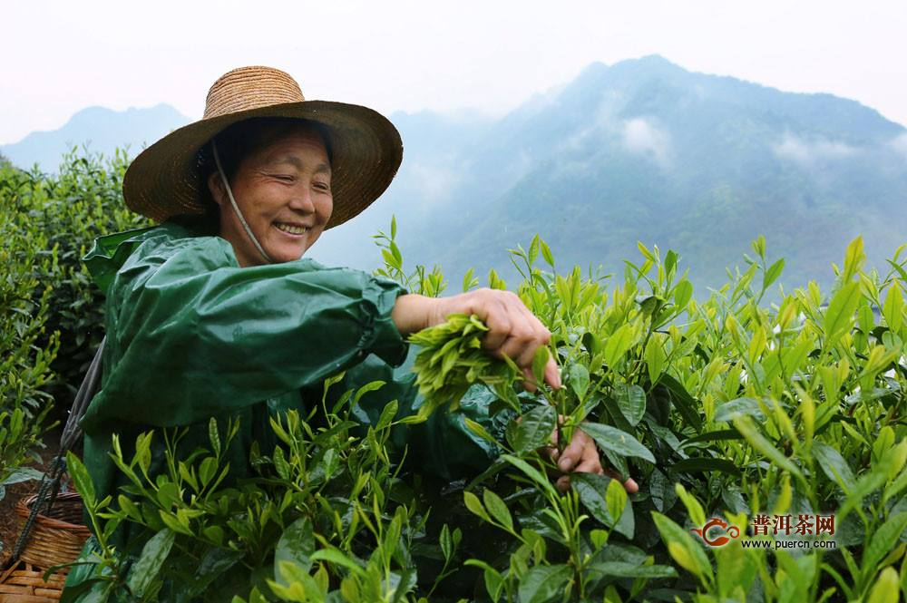 英山云雾茶的发源地是哪里