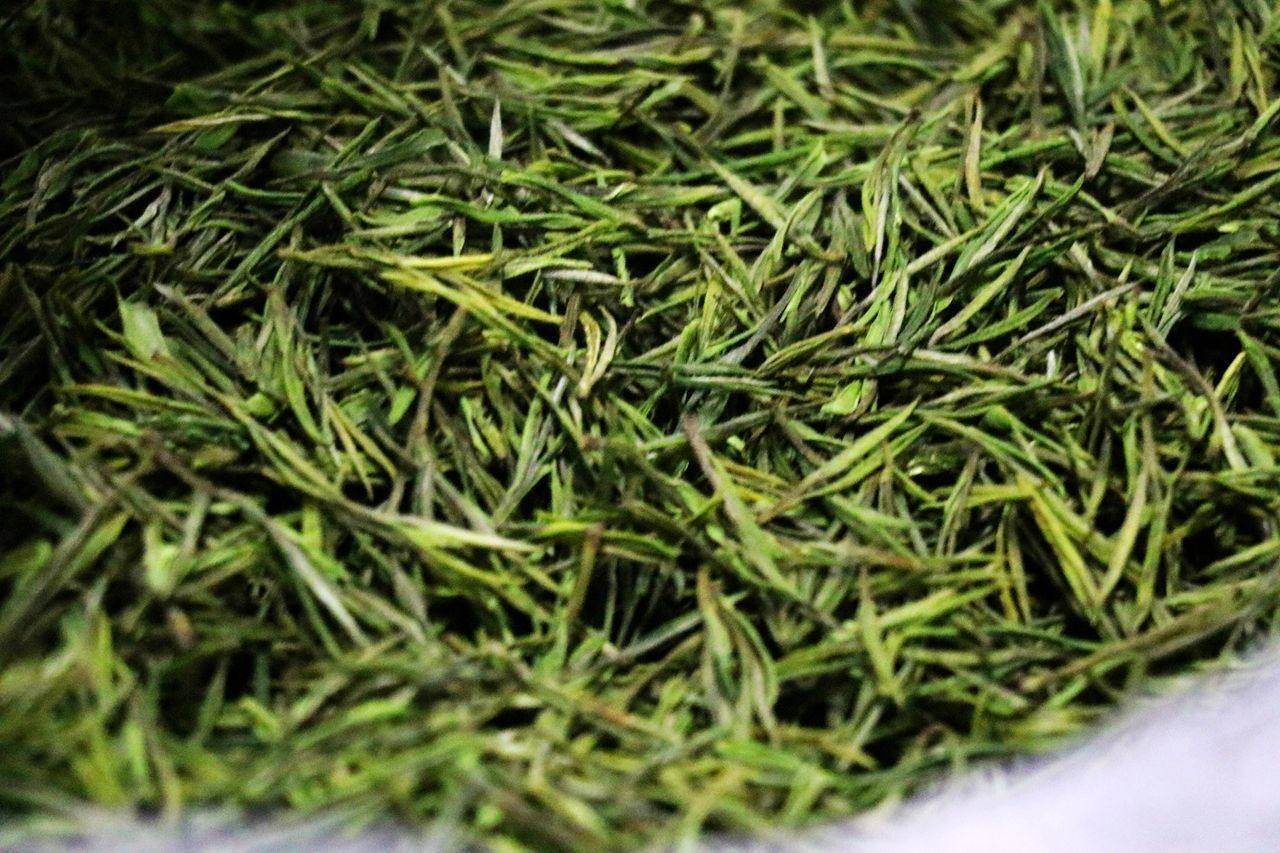 喝金山翠芽茶对身体有什么好处