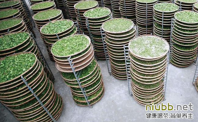 金山翠芽属于什么茶