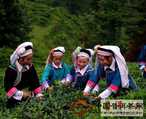 涌溪火青茶叶加工及采摘标准