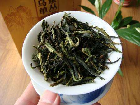 碣滩茶的功效与禁忌事项