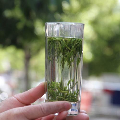 碣滩茶的功效与禁忌事项