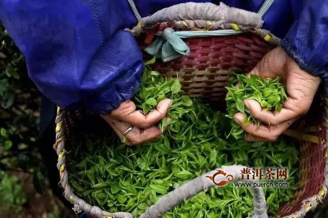 广西“仙茗”西山茶