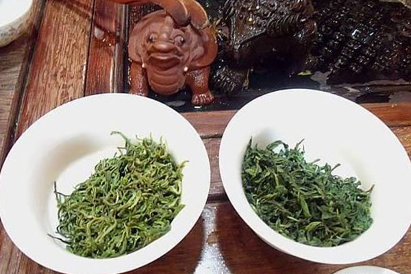 桂平西山茶——桂平西山茶功效