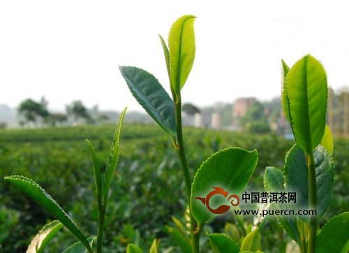 西山茶属于什么茶类