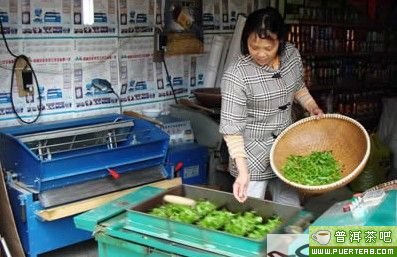 桂平西山茶的加工工艺