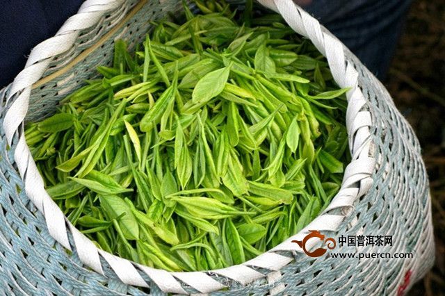 敬亭绿雪是绿茶吗