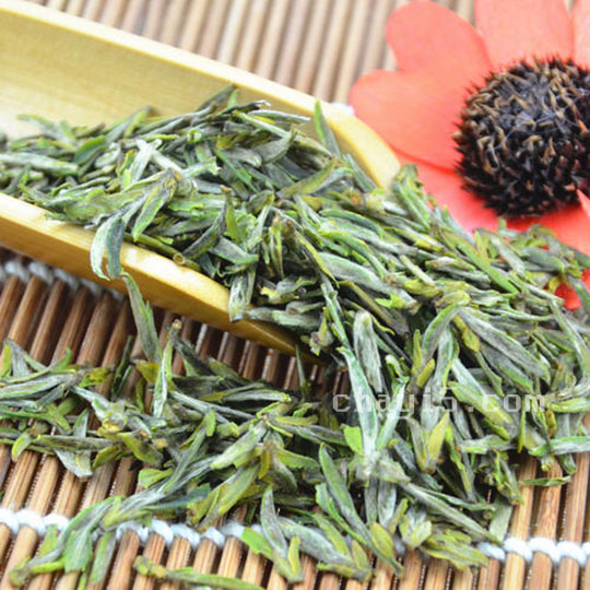 天柱剑毫的功效与作用 天柱剑毫的禁忌事项