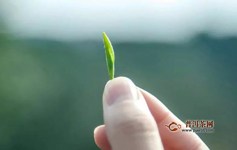 天柱剑毫制作工序流程