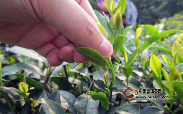 松阳银猴茶采摘时间