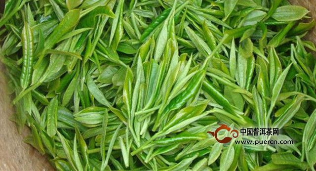 松阳银猴茶采摘时间