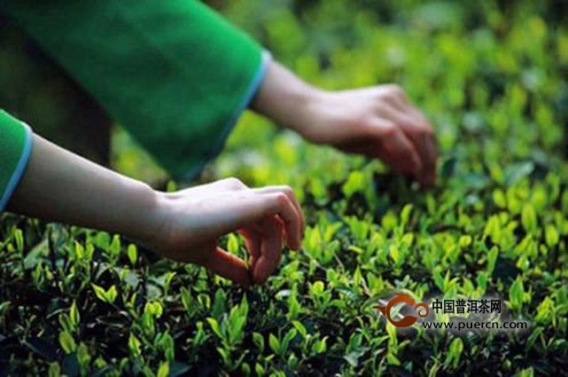 松阳银猴的制茶技术