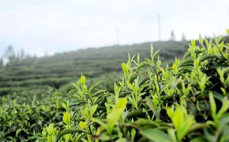喝覃塘毛尖茶对身体有什么好处