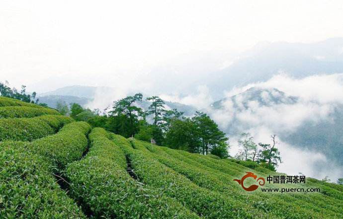 江山绿牡丹产地