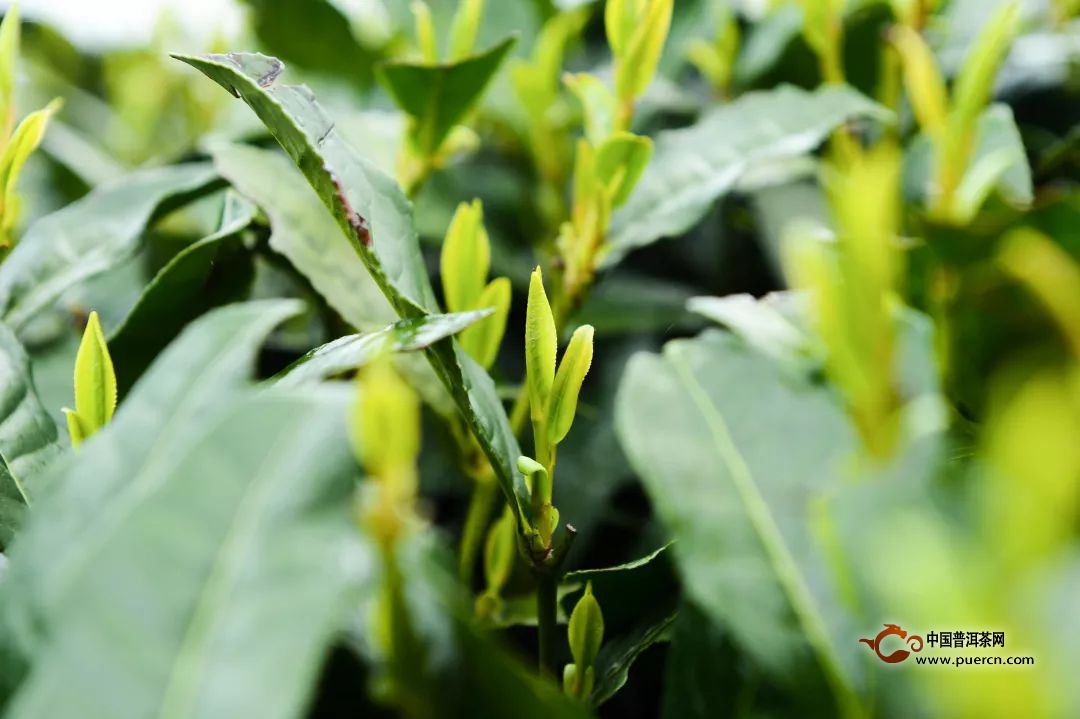 惠明茶的功效，惠明茶适宜人群