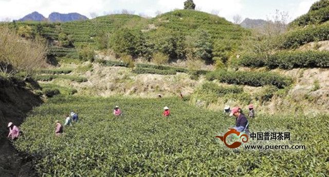 千岛玉叶茶