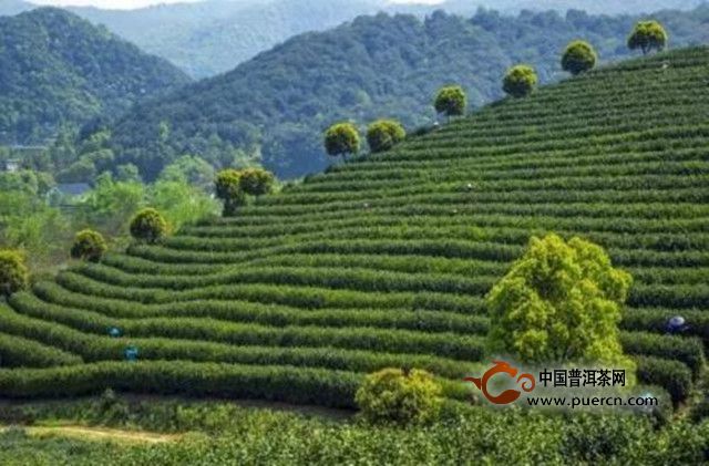 千岛玉叶的历史